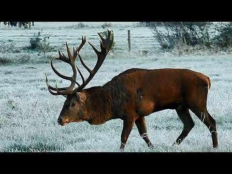 Rykowisko 2025r. POTĘŻNY 22-stak!!🦌💪 Mocarz z Rozgałęzionymi tykami🙂