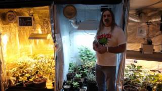 Growing Edge Technologies How Light Effects Your Grow