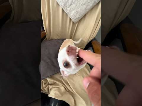 I love the Kuchi Kuchi❤️