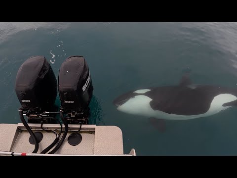 Begegnung mit einem Killerwal aus nächster Nähe | Kilcher Familienabenteuer