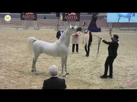 N 55 HANINE AL SHAHANIA   Straight Egyptian World Championship 2020   Stallions 4+ Years Old Class 7