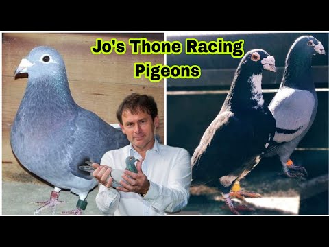 , title : 'Jo's Thone Racing Pigeons | World's Most Famous Racing Pigeon Fancier | Racing Pigeons 2023'