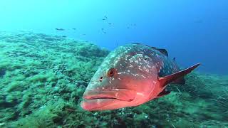 Miniature de la vidéo