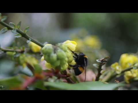 Winter Active Bumblebee - Falmouth, Cornwall 210117