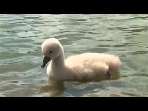 Trabalhando duro para imitar seus pais...5 adoráveis ​​filhotes de cisne nascem pela primeira vez em um parque na cidade de Soja [Okayama] (23/04/27 17:55)