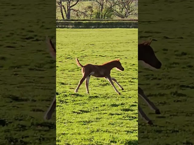 Colt Arabian Thoroughbred For sale 2026 Chesnut