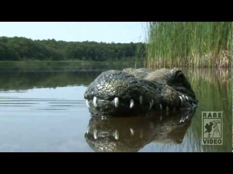 Das Krokodil vom Wolzensee