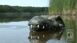 preview picture of video 'Das Krokodil vom Wolzensee'