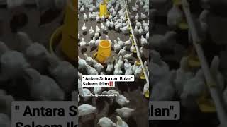 Download lagu Saleem Iklim, 'Antara Sutera dan Bulan'‼️ #xyzbca #staypositive #youtubeshorts #you #2023 #shorts mp3