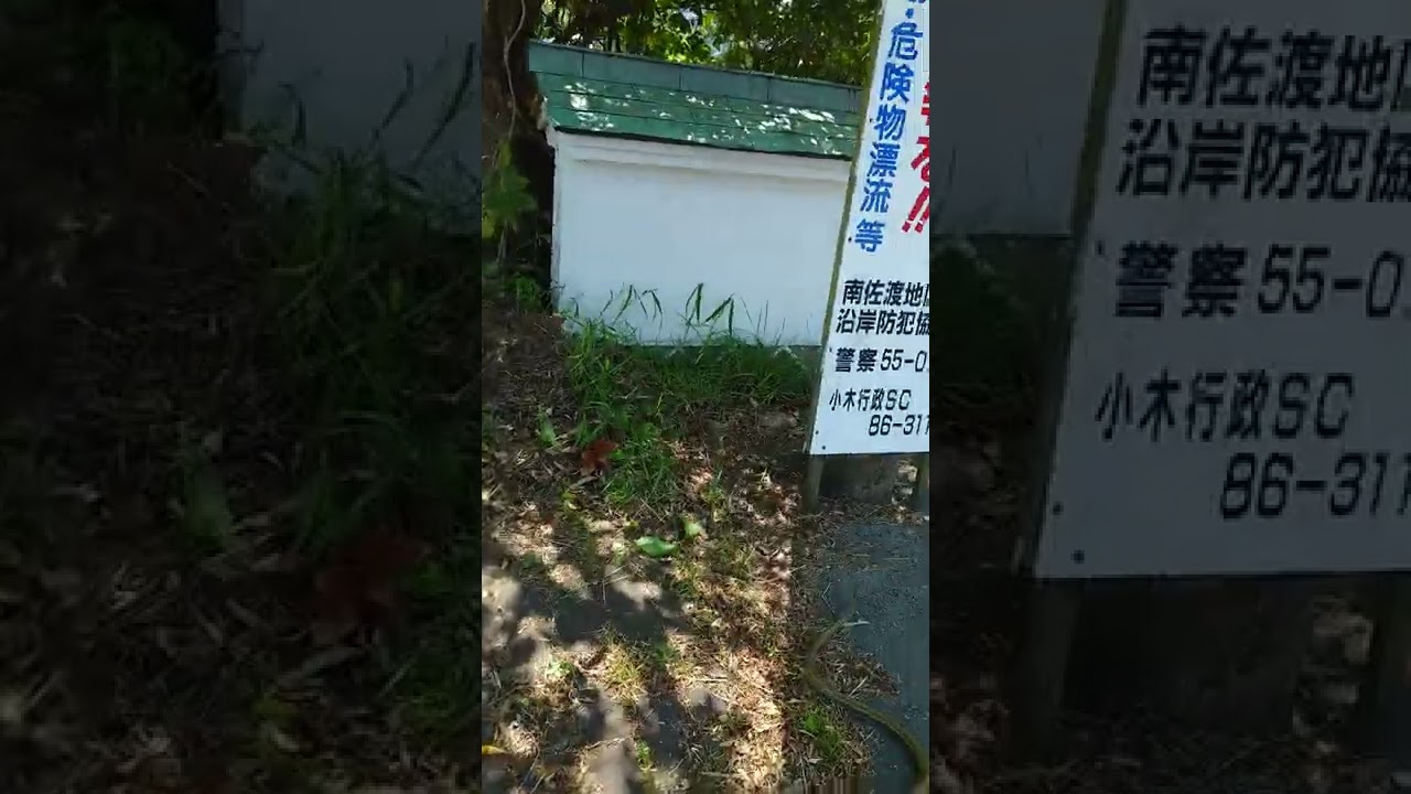 ＠佐渡ヶ島、何ヘビ？？