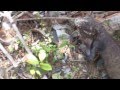 Carribean Iguanas