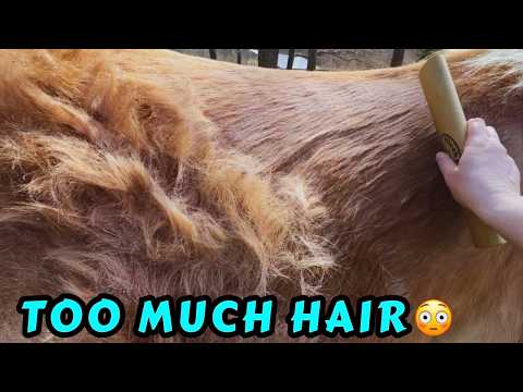 Horse Shedding Winter Coat Transformation | Oddly Satisfying De-Shedding | Horse Care 🐴