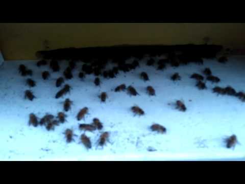 Våra bin fläktar kupan.