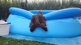 Cocker Spaniel trying to get in a pool