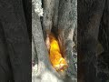 बहुत ही अतभूत मंदीर माता देवी की Jai Mata Rani