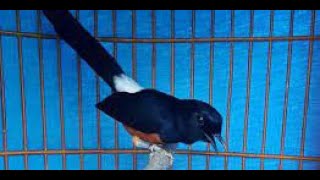 Download lagu Putar Suara ini Setiap Pagi dan Sore, Agar Makin Fighter mp3