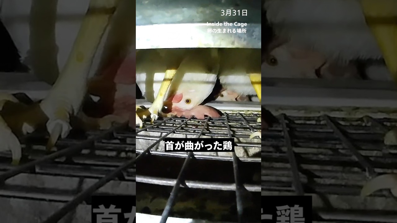 3月31日首が曲がった鶏