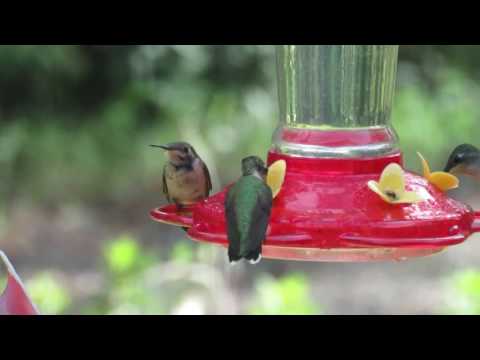Broad-tailed Hummingbird (Selasphorus platycercus) at Feeder Liberty County Texas