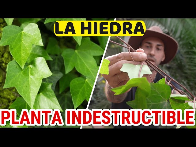 Vídeo relacionado con Reptiles no tóxicos Rattan Vine Amphibian Climbing Industry, flexible y segura para tu mascota, vid de 100 cm 210 cm con ventosas (vinagre + hojas de hiedra) (vinagre + hojas de hiedra verde)