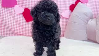 タイニープードルの動画01