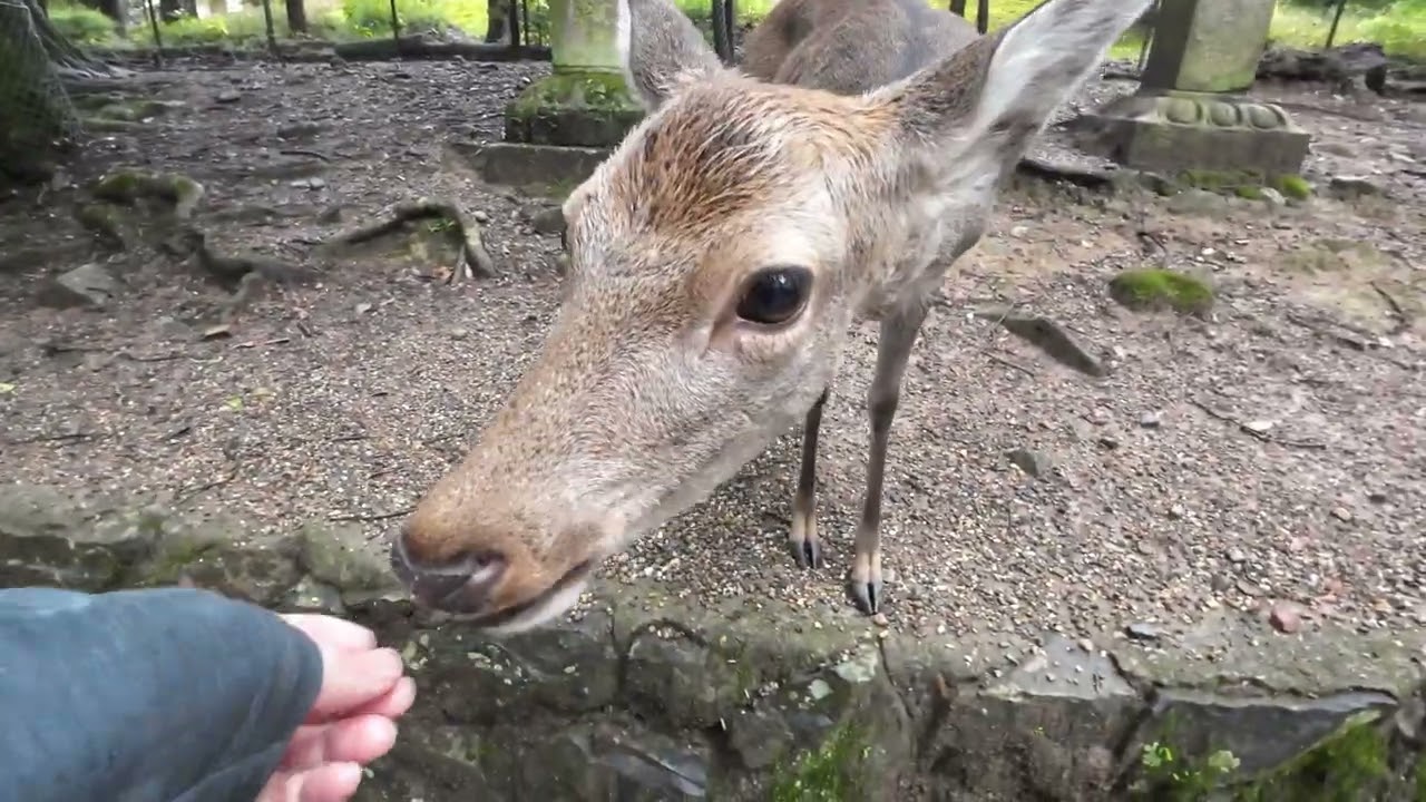 雨上がりの奈良公園と鹿さん（後編）