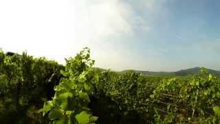 preview picture of video 'time-lapse, vendanges 2013'