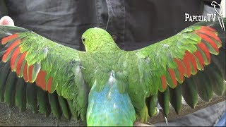 Краснокрылый попугай