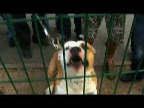 Larsen feat Teuchiland-teuchiland ( by Lalbi )