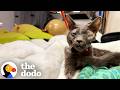 Ugly Cat Hit By Car Can T Stop Making Biscuits The Dodo