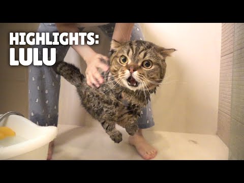 Highlights of LuLu the Cat | Kittisaurus