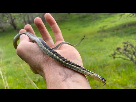 Looking for Scorpions and Snakes in Northern California