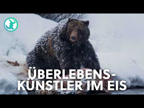 Endlose Kälte - Überleben im harten Winter der Rocky Mountains