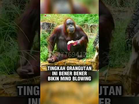 Lah kok mirip ya 😂