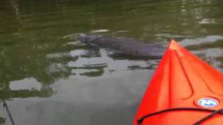 Manatee encounter Estero Bay FL