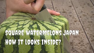 Square watermelons Japan. English version
