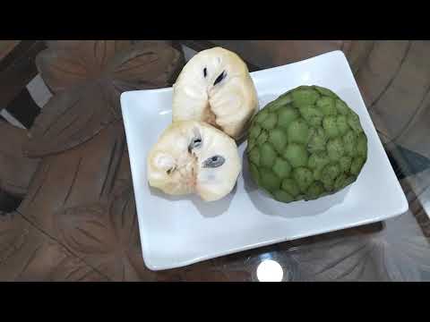 マーガロプス・フスカトゥス