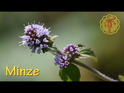Bei die Behandlung atopitscheskogo der Hautentzündung bei den Kindern verwenden Die Schuppenflechte der Nägel und der Ellbogen die Behandlung