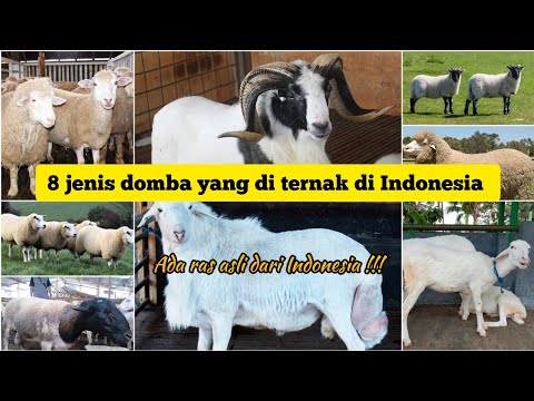 , title : 'Jenis Domba di Indonesia yang cocok di ternakan'