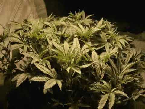 ZB IKM - KOCHAM ZIELEŃ (Prod.By:LaloProductionsbeatz)