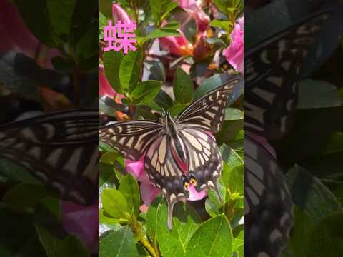 蝶を庭に引き寄せる理由と方法を知りたいですか？生物学的連鎖におけるそれらの役割は何ですか?  庭園