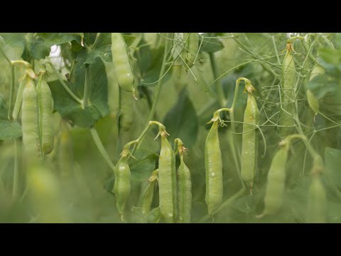 Leguminosen: Gut für Boden und Biodiversität