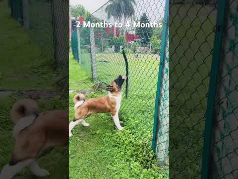 Akita’s are most beautiful Monsters