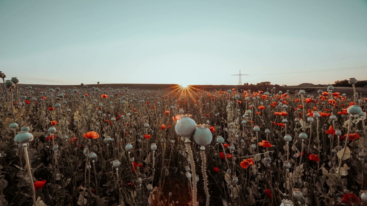 Zen Study Harmony | Extended Tranquil Melodies | #ZenStudyHarmony