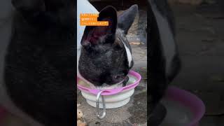 代々木公園で水をがぶ飲みするワンコ#shorts