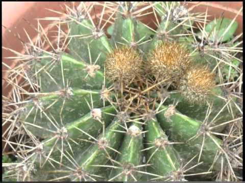 八卦紅仙人掌開花