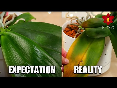 Orchid Growing Expectations which are Unrealistic & Toxic - Let's be real 🤨