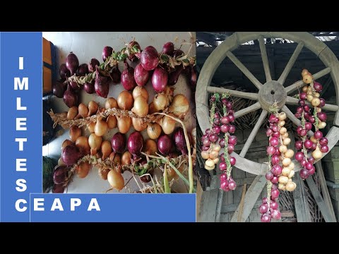 , title : 'Impletesc  funia din ceapa/I weave the onion rope /July 2020'