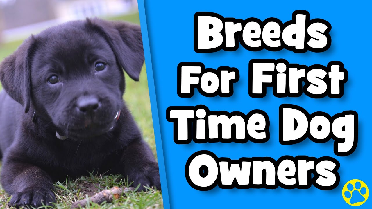 11 Best Dog Breeds For First Time Dog Owners