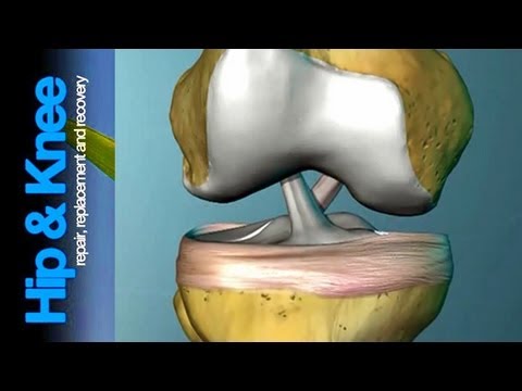 The Anterior Cruciate Ligament: What is it & what does it do?