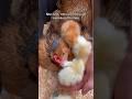 Day One Of Giving Chicks To My Broody Hens Broodyhen Chickens Hens Chicks Cute Babychicks